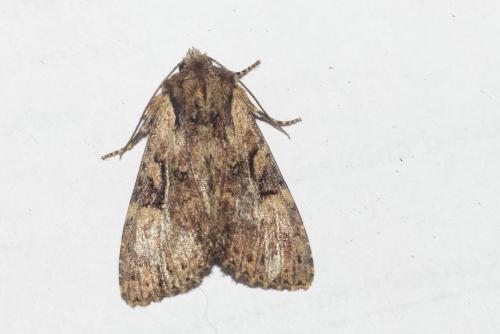 Réf. 287 606 : Apamea epomidion